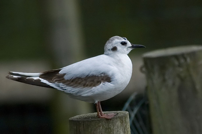 29.jpg - Dwergmeeuw: 1e winter/zomer (Little Gull, Larus minutus). Donkmeer, Berlare. 26/05/2007. Copyright: Joris Everaert. Nikon D70, Nikon AF-S ED 300mm f4