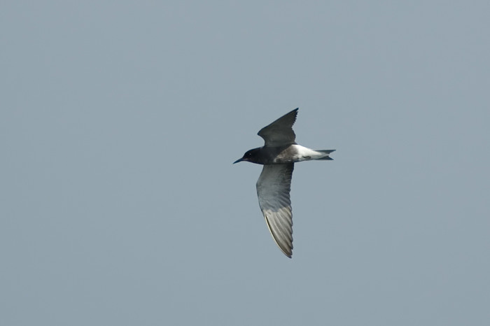 32.jpg - Zwarte Stern (Black Tern, Chlidonias niger). Hamputten, Waasmunster. 03/06/2007. Copyright: Joris Everaert. Nikon D70, Nikon AF-S ED 300mm f4 + 1.4 teleconverter