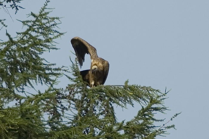 39.jpg - Vale Gier (Griffon Vulture, Gyps fulcus). Sinaai, Sint-Niklaas. 19/06/2007. Copyright: Joris Everaert. Nikon D70, Nikon AF-S ED 300mm f4 + 1.4 teleconverter