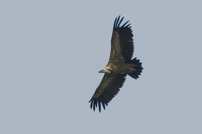 41.jpg - Vale Gier (Griffon Vulture, Gyps fulcus). Sinaai, Sint-Niklaas. 19/06/2007. Copyright: Joris Everaert. Nikon D70, Nikon AF-S ED 300mm f4 + 1.4 teleconverter