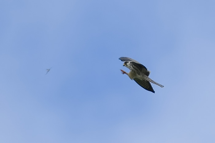 45.jpg - juv. Roodpootvalk (Red-footed Falcon, Falco vespertinus). Kalkense meersen, Laarne. 09/09/2007. Copyright: Joris Everaert. Nikon D70, Nikon AF-S ED 300mm f4 + 1.4 teleconverter