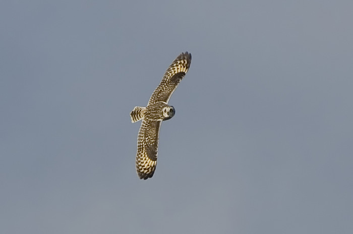 54.jpg - Velduil (Short-eared Owl, Asio flammeus). Gentse Kanaalzone. 19/10/2007. Copyright: Joris Everaert. Nikon D70, Sigma APO 500mm f4.5 EX DG HSM