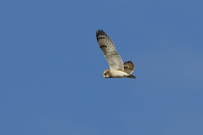 55.jpg - Velduil (Short-eared Owl, Asio flammeus). Gentse Kanaalzone. 19/10/2007. Copyright: Joris Everaert. Nikon D70, Sigma APO 500mm f4.5 EX DG HSM