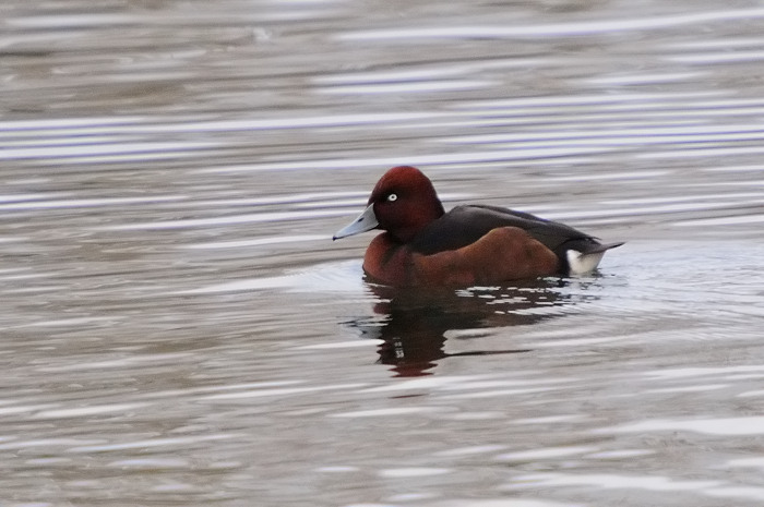 1.jpg - Witoogeend (Ferruginous Duck, Aythya nyroca). Hamputten, Waasmunster. 13/01/2008. Copyright: Joris Everaert. Nikon D300, Sigma APO 500mm f4.5 EX DG HSM + Nikon 1.4 teleconverter