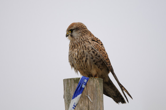 10.jpg - Torenvalk (Common Kestrel, Falco tinnunculus). Uitkerkse polders. 2/02/2008. Copyright: Joris Everaert. Nikon D300, Sigma APO 500mm f4.5 EX DG HSM