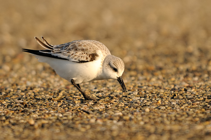 100.jpg - Drieteenstrandloper (Sanderling, Calidris alba). Zeeland. 30/12/2008. Copyright: Joris Everaert. Nikon D300, Sigma APO 500mm f4.5 EX DG HSM