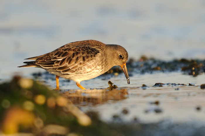 101.jpg - Paarse Strandloper (Purple Sandpiper, Calidris maritima). Zeeland. 30/12/2008. Copyright: Joris Everaert. Nikon D300, Sigma APO 500mm f4.5 EX DG HSM