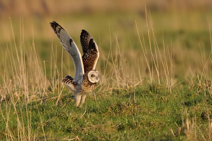 13.jpg - Velduil (Short-eared Owl, Asio Flammeus). Uitkerkse polders. 2/02/2008. Copyright: Joris Everaert. Nikon D300, Sigma APO 500mm f4.5 EX DG HSM