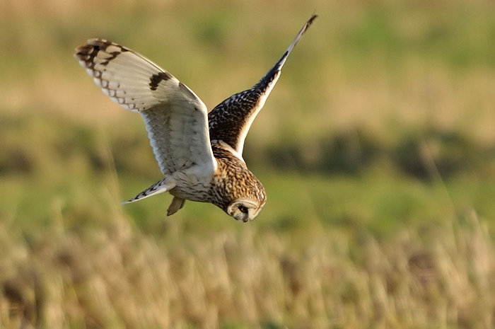 18.jpg - Velduil (Short-eared Owl, Asio Flammeus). Uitkerkse polders. 2/02/2008. Copyright: Joris Everaert. Nikon D300, Sigma APO 500mm f4.5 EX DG HSM