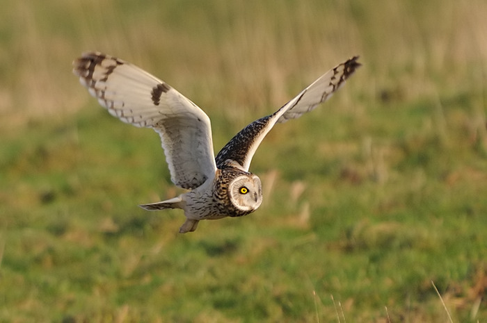 19.jpg - Velduil (Short-eared Owl, Asio Flammeus). Uitkerkse polders. 2/02/2008. Copyright: Joris Everaert. Nikon D300, Sigma APO 500mm f4.5 EX DG HSM