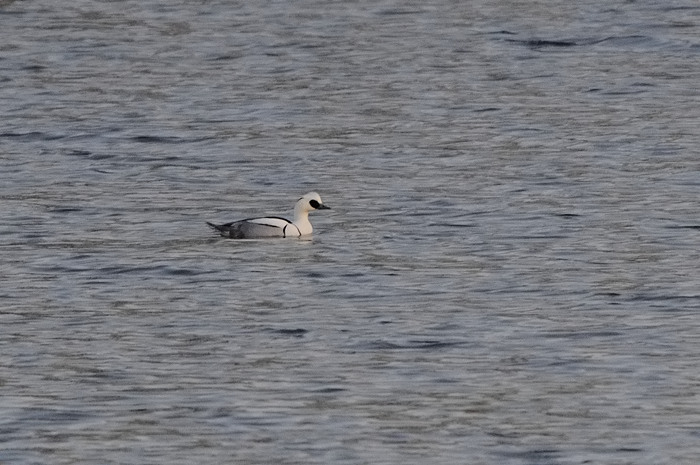 2.jpg - Nonnetje (Smew, Mergus albellus). Hamputten, Waasmunster. 13/01/2008. Copyright: Joris Everaert. Nikon D300, Sigma APO 500mm f4.5 EX DG HSM + Nikon 1.4 teleconverter