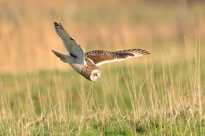 20.jpg - Velduil (Short-eared Owl, Asio Flammeus). Uitkerkse polders. 2/02/2008. Copyright: Joris Everaert. Nikon D300, Sigma APO 500mm f4.5 EX DG HSM