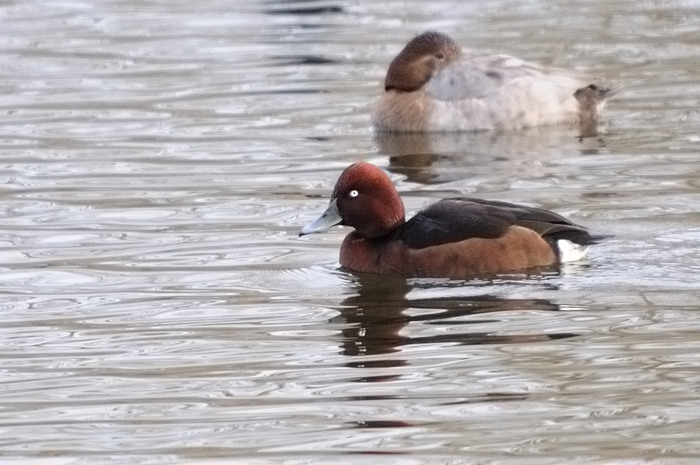 23.jpg - Witoogeend (Ferruginous Duck, Aythya nyroca). Hamputten, Waasmunster. 3/02/2007. Copyright: Joris Everaert. Nikon D300, Sigma APO 500mm f4.5 EX DG HSM