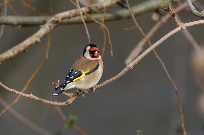 24.jpg - Putter (Goldfinch, Carduelis carduelis). Hamputten, Waasmunster. 3/02/2008. Copyright: Joris Everaert. Nikon D300, Sigma APO 500mm f4.5 EX DG HSM