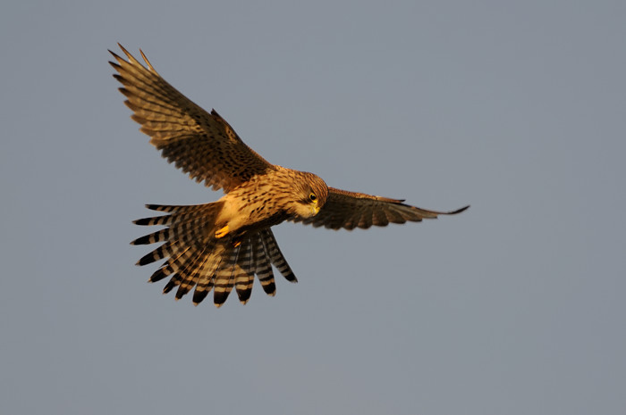 25.jpg - Torenvalk (Common Kestrel, Falco tinnunculus). Saeftinghe. 3/02/2008. Copyright: Joris Everaert. Nikon D300, Sigma APO 500mm f4.5 EX DG HSM