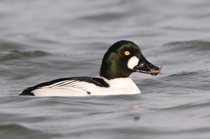 3.jpg - Brilduiker (Common Goldeneye, Bucephala clangula). Achterhaven, Zeebrugge. 22/01/2008. Copyright: Joris Everaert. Nikon D300, Sigma APO 500mm f4.5 EX DG HSM