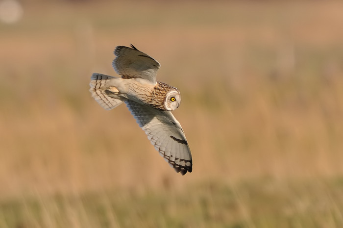 30.jpg - Velduil (Short-eared Owl, Asio Flammeus). Uitkerkse polders. 8/02/2008. Copyright: Joris Everaert. Nikon D300, Sigma APO 500mm f4.5 EX DG HSM