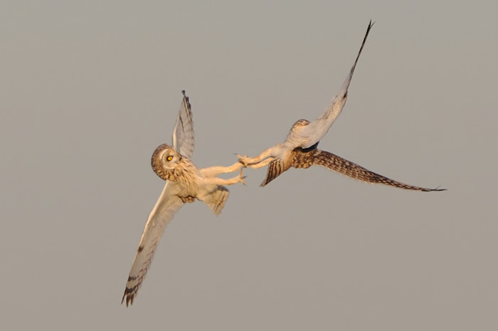 31.jpg - Velduil (Short-eared Owl, Asio Flammeus). Uitkerkse polders. 8/02/2008. Copyright: Joris Everaert. Nikon D300, Sigma APO 500mm f4.5 EX DG HSM