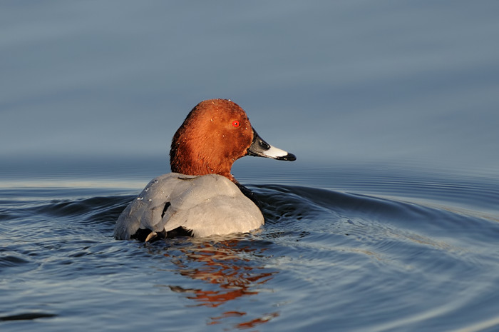 33.jpg - Tafeleend (Common Pochard, Aythya ferina). Hamputten, Waasmunster. 9/02/2008. Copyright: Joris Everaert. Nikon D300, Sigma APO 500mm f4.5 EX DG HSM + Nikon 1.4 teleconverter