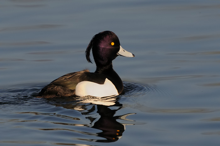 34.jpg - Kuifeend (Tufted Duck, Aythya fuligula). Hamputten, Waasmunster. 9/02/2008. Copyright: Joris Everaert. Nikon D300, Sigma APO 500mm f4.5 EX DG HSM