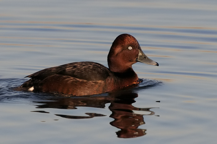 35.jpg - Witoogeend (Ferruginous Duck, Aythya nyroca). Hamputten, Waasmunster. 9/02/2008. Copyright: Joris Everaert. Nikon D300, Sigma APO 500mm f4.5 EX DG HSM + Nikon 1.4 teleconverter