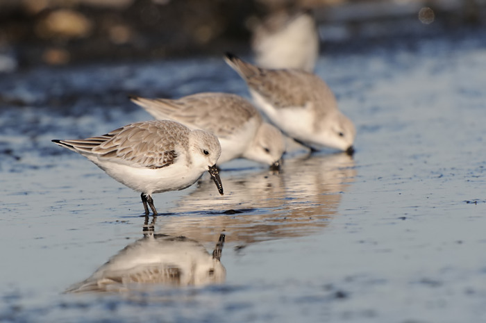 36.jpg - Drieteenstrandloper (Sanderling, Calidris alba). Brouwersdam, Zeeland (NL). 17/02/2008. Copyright: Joris Everaert. Nikon D300, Sigma APO 500mm f4.5 EX DG HSM + Nikon 1.4 teleconverter