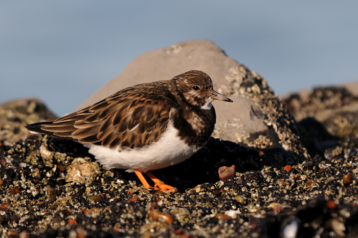 37.jpg - Steenloper (Turnstone, Arenaria interpres). Brouwersdam, Zeeland (NL). 17/02/2008. Copyright: Joris Everaert. Nikon D300, Sigma APO 500mm f4.5 EX DG HSM + Nikon 1.4 teleconverter