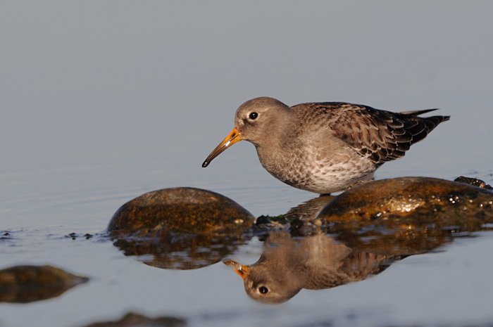 38.jpg - Paarse Strandloper (Purple Sandpiper, Calidris maritima). Brouwersdam, Zeeland (NL). 17/02/2008. Copyright: Joris Everaert. Nikon D300, Sigma APO 500mm f4.5 EX DG HSM + Nikon 1.4 teleconverter