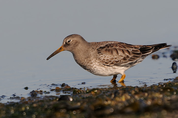 39.jpg - Paarse Strandloper (Purple Sandpiper, Calidris maritima). Brouwersdam, Zeeland (NL). 17/02/2008. Copyright: Joris Everaert. Nikon D300, Sigma APO 500mm f4.5 EX DG HSM + Nikon 1.4 teleconverter