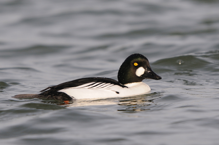 4.jpg - Brilduiker (Common Goldeneye, Bucephala clangula). Achterhaven, Zeebrugge. 22/01/2008. Copyright: Joris Everaert. Nikon D300, Sigma APO 500mm f4.5 EX DG HSM