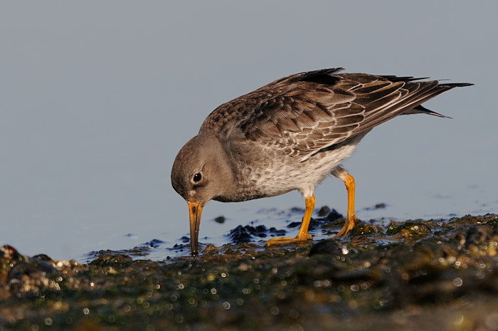 40.jpg - Paarse Strandloper (Purple Sandpiper, Calidris maritima). Brouwersdam, Zeeland (NL). 17/02/2008. Copyright: Joris Everaert. Nikon D300, Sigma APO 500mm f4.5 EX DG HSM + Nikon 1.4 teleconverter