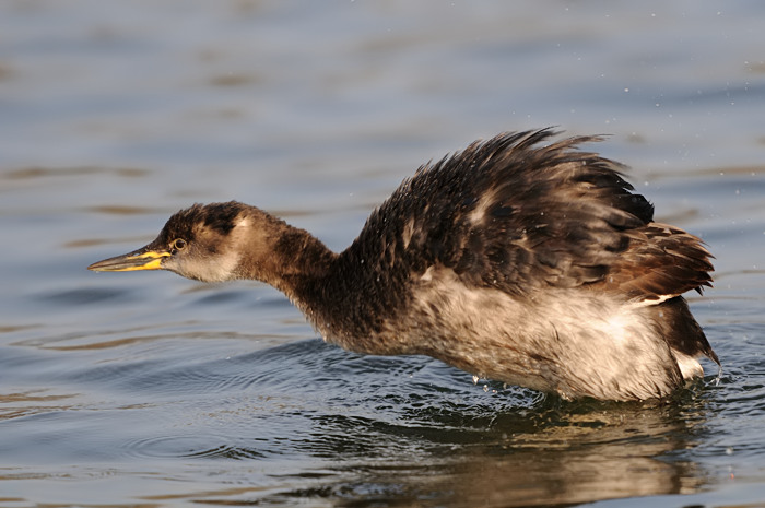 41.jpg - Roodhalsfuut (Red-necked Grebe, Podiceps grisegena). Hamputten, Waasmunster. 19/02/2008. Copyright: Joris Everaert. Nikon D300, Sigma APO 500mm f4.5 EX DG HSM