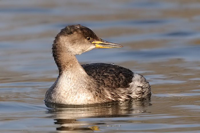 42.jpg - Roodhalsfuut (Red-necked Grebe, Podiceps grisegena). Hamputten, Waasmunster. 19/02/2008. Copyright: Joris Everaert. Nikon D300, Sigma APO 500mm f4.5 EX DG HSM