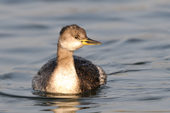 43.jpg - Roodhalsfuut (Red-necked Grebe, Podiceps grisegena). Hamputten, Waasmunster. 19/02/2008. Copyright: Joris Everaert. Nikon D300, Sigma APO 500mm f4.5 EX DG HSM