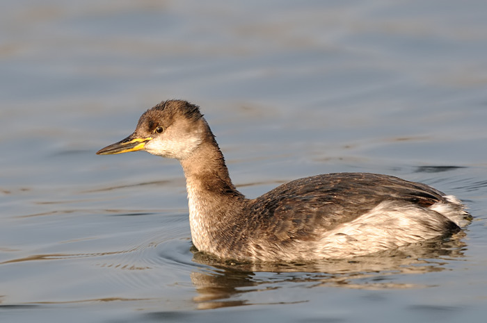 44.jpg - Roodhalsfuut (Red-necked Grebe, Podiceps grisegena). Hamputten, Waasmunster. 19/02/2008. Copyright: Joris Everaert. Nikon D300, Sigma APO 500mm f4.5 EX DG HSM