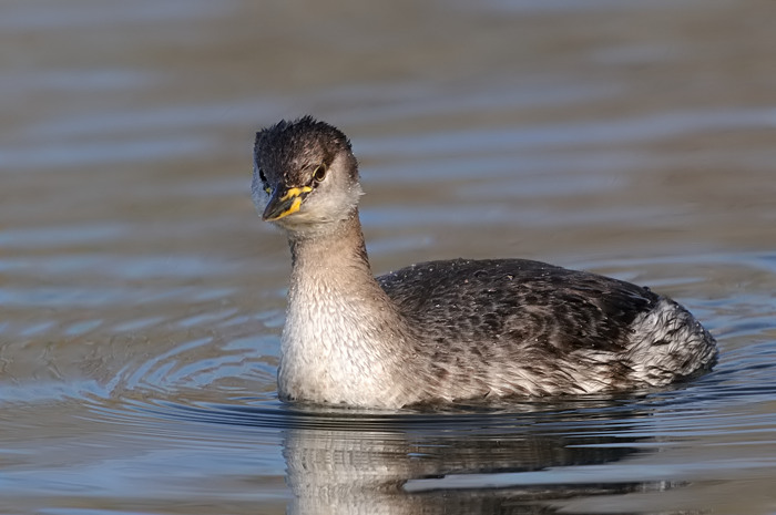 45.jpg - Roodhalsfuut (Red-necked Grebe, Podiceps grisegena). Hamputten, Waasmunster. 19/02/2008. Copyright: Joris Everaert. Nikon D300, Sigma APO 500mm f4.5 EX DG HSM