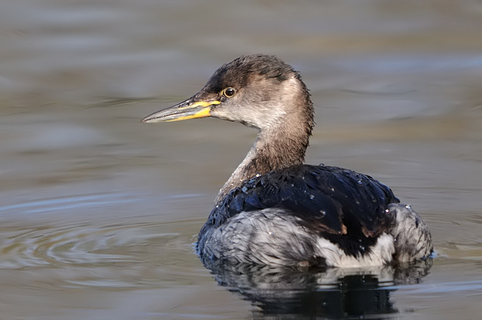 46.jpg - Roodhalsfuut (Red-necked Grebe, Podiceps grisegena). Hamputten, Waasmunster. 19/02/2008. Copyright: Joris Everaert. Nikon D300, Sigma APO 500mm f4.5 EX DG HSM