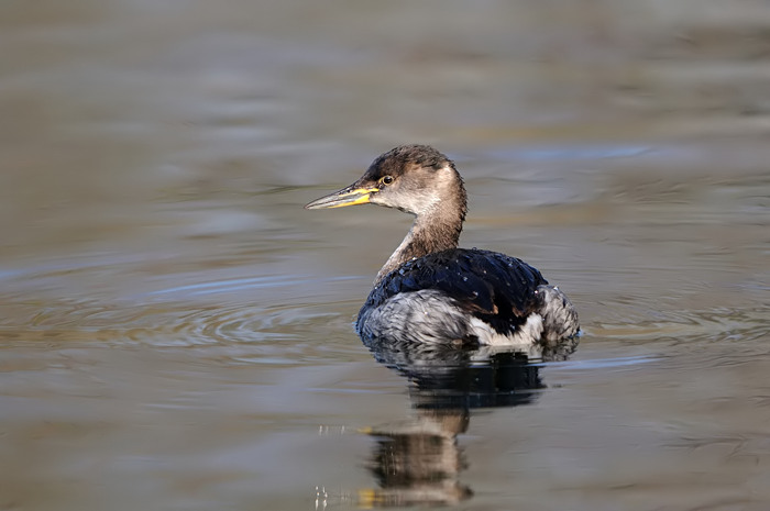 47.jpg - Roodhalsfuut (Red-necked Grebe, Podiceps grisegena). Hamputten, Waasmunster. 19/02/2008. Copyright: Joris Everaert. Nikon D300, Sigma APO 500mm f4.5 EX DG HSM