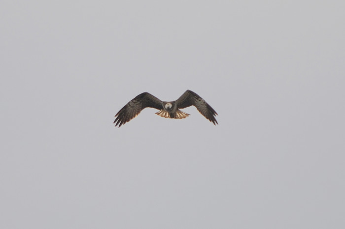 48.jpg - Visarend (Osprey, Pandion haliaetus). Molsbroek, Lokeren. 20/04/2008. Copyright: Joris Everaert. Nikon D300, Sigma APO 500mm f4.5 EX DG HSM