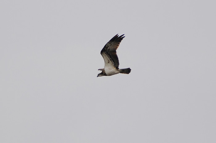 49.jpg - Visarend (Osprey, Pandion haliaetus). Molsbroek, Lokeren. 20/04/2008. Copyright: Joris Everaert. Nikon D300, Sigma APO 500mm f4.5 EX DG HSM