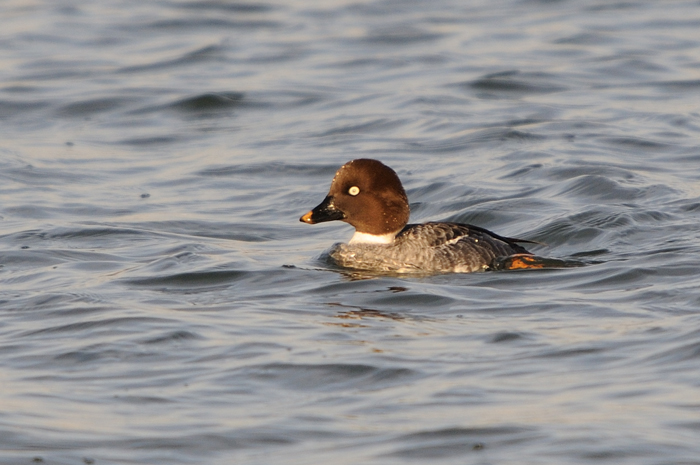 5.jpg - Brilduiker (Common Goldeneye, Bucephala clangula). Achterhaven, Zeebrugge. 22/01/2008. Copyright: Joris Everaert. Nikon D300, Sigma APO 500mm f4.5 EX DG HSM