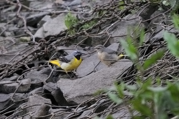 50.jpg - m.+juv. Grote Gele Kwikstaart (Grey Wagtail, Motacilla cinerea). Molsbroek, Lokeren. 20/05/2008. Copyright: Joris Everaert. Nikon D300, Sigma APO 500mm f4.5 EX DG HSM