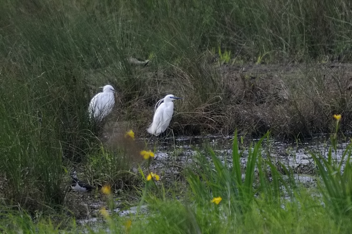 51.jpg - Kleine Zilverreiger (Little Egret, Egretta garzetta). Molsbroek, Lokeren. 15/05/2008. Copyright: Joris Everaert. Nikon D300, Sigma APO 500mm f4.5 EX DG HSM