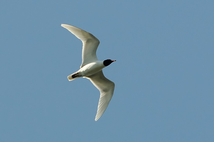 52.jpg - Zwartkopmeeuw (Mediterranean Gull, Larus melanocephalus). Molsbroek, Lokeren. 15/05/2008. Copyright: Joris Everaert. Nikon D300, Sigma APO 500mm f4.5 EX DG HSM