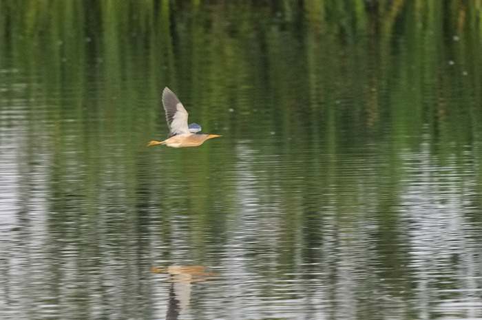 53.jpg - m. Woudaap (Little Bittern, Ixobrychus minutus). Molsbroek, Lokeren. 14/06/2008. Copyright: Joris Everaert. Nikon D300, Sigma APO 500mm f4.5 EX DG HSM