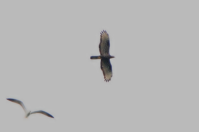 54.jpg - m. Wespendief (Honey-buzzard, Pernis apivorus). Molsbroek, Lokeren. 21/06/2008. Copyright: Joris Everaert. Nikon D300, Sigma APO 500mm f4.5 EX DG HSM