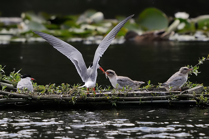 55.jpg - Visdief (Common Tern, Sterna hirundo). Donkmeer, Berlare. 22/06/2008. Copyright: Joris Everaert. Nikon D300, Sigma APO 500mm f4.5 EX DG HSM + 1.4 Nikon teleconverter