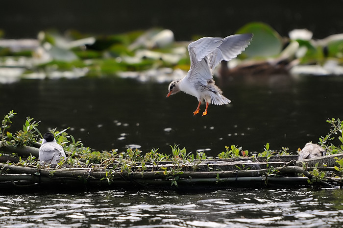 56.jpg - Visdief (Common Tern, Sterna hirundo). Donkmeer, Berlare. 22/06/2008. Copyright: Joris Everaert. Nikon D300, Sigma APO 500mm f4.5 EX DG HSM + 1.4 Nikon teleconverter