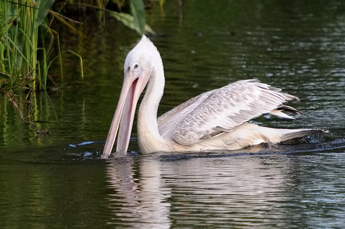 57.jpg - Kleine Pelikaan (Pink-Backed Pelican, Pelecanus rufescens). Molsbroek, Lokeren. 6/07/2008. Copyright: Joris Everaert. Nikon D300, Sigma APO 500mm f4.5 EX DG HSM