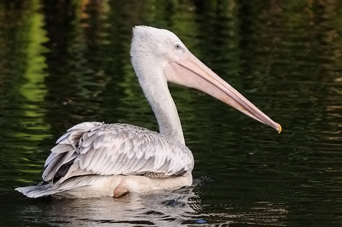 58.jpg - Kleine Pelikaan (Pink-Backed Pelican, Pelecanus rufescens). Molsbroek, Lokeren. 6/07/2008. Copyright: Joris Everaert. Nikon D300, Sigma APO 500mm f4.5 EX DG HSM